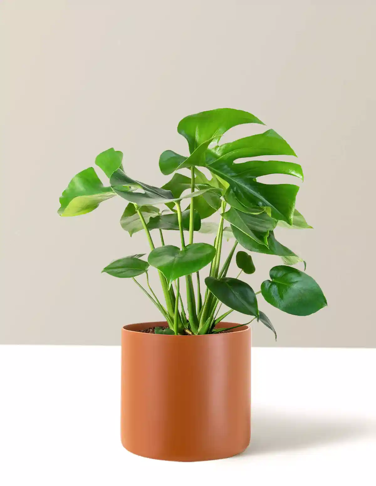 Monstera Deliciosa