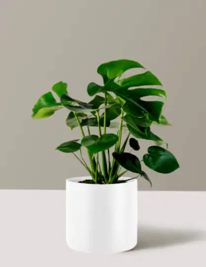 Monstera Deliciosa