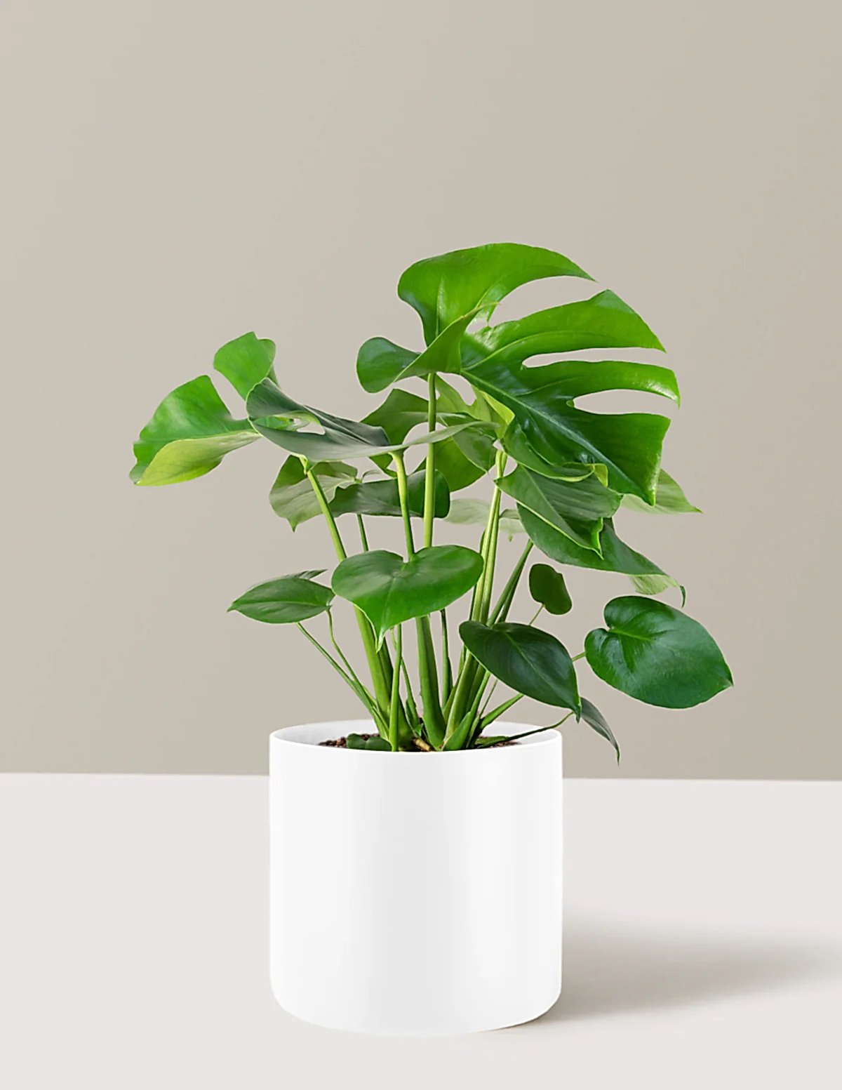 Monstera Deliciosa