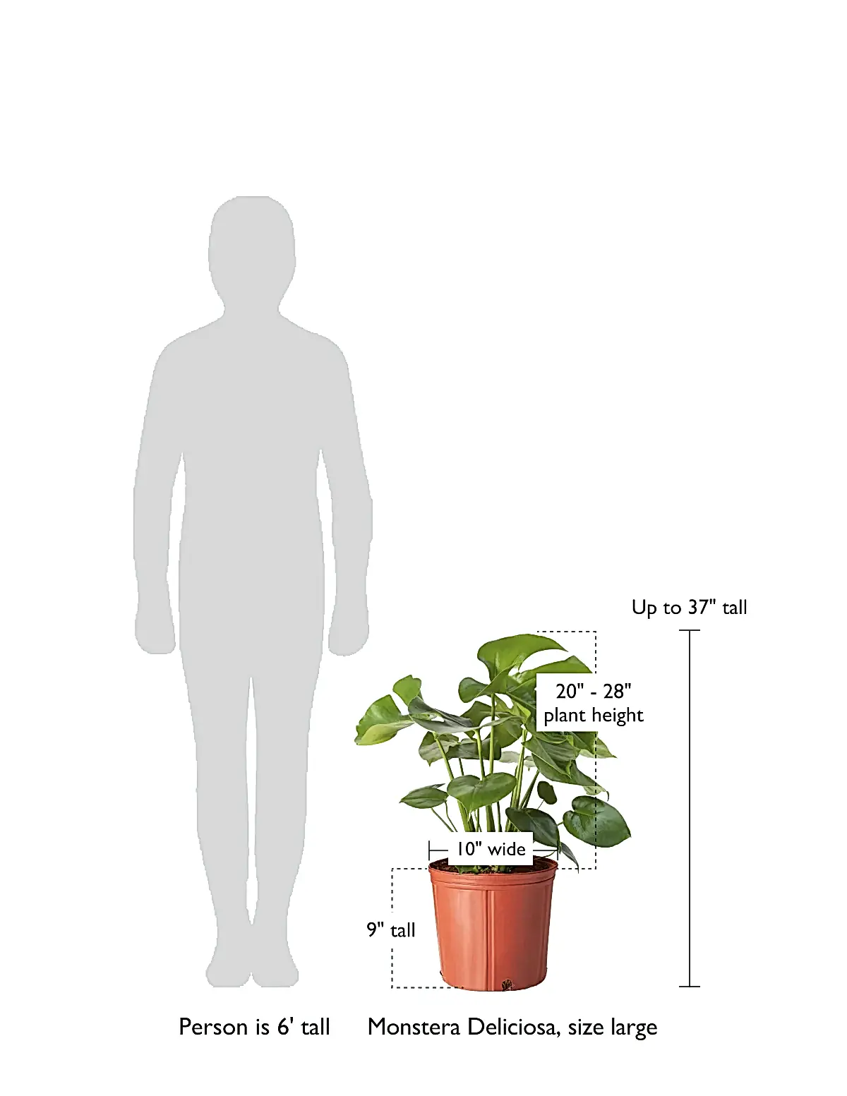 size-guide