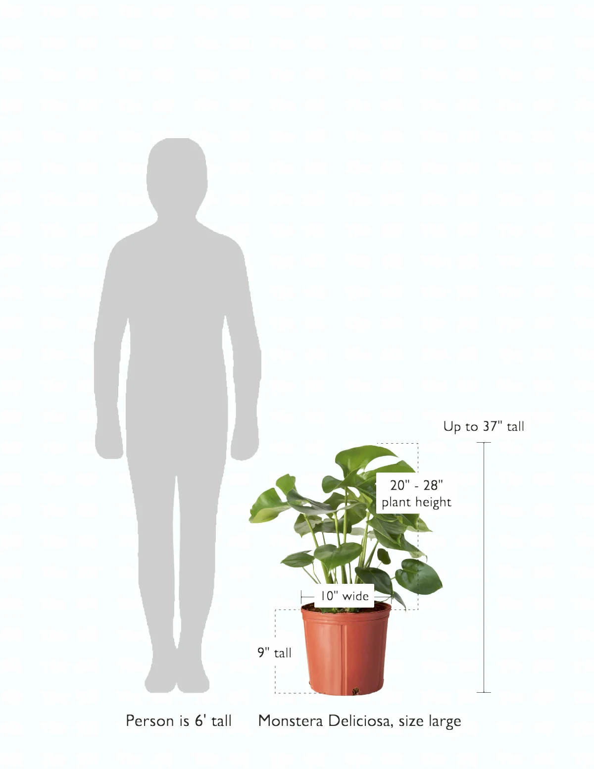 size-guide