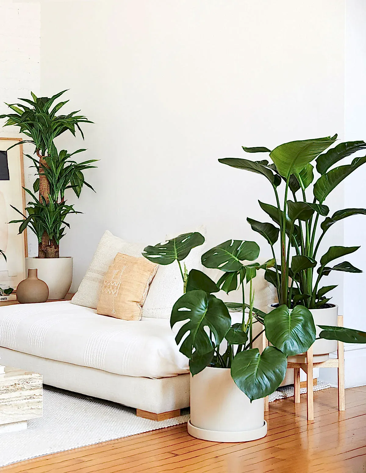 Monstera Deliciosa
