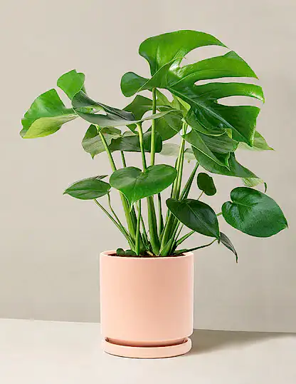 Monstera Deliciosa