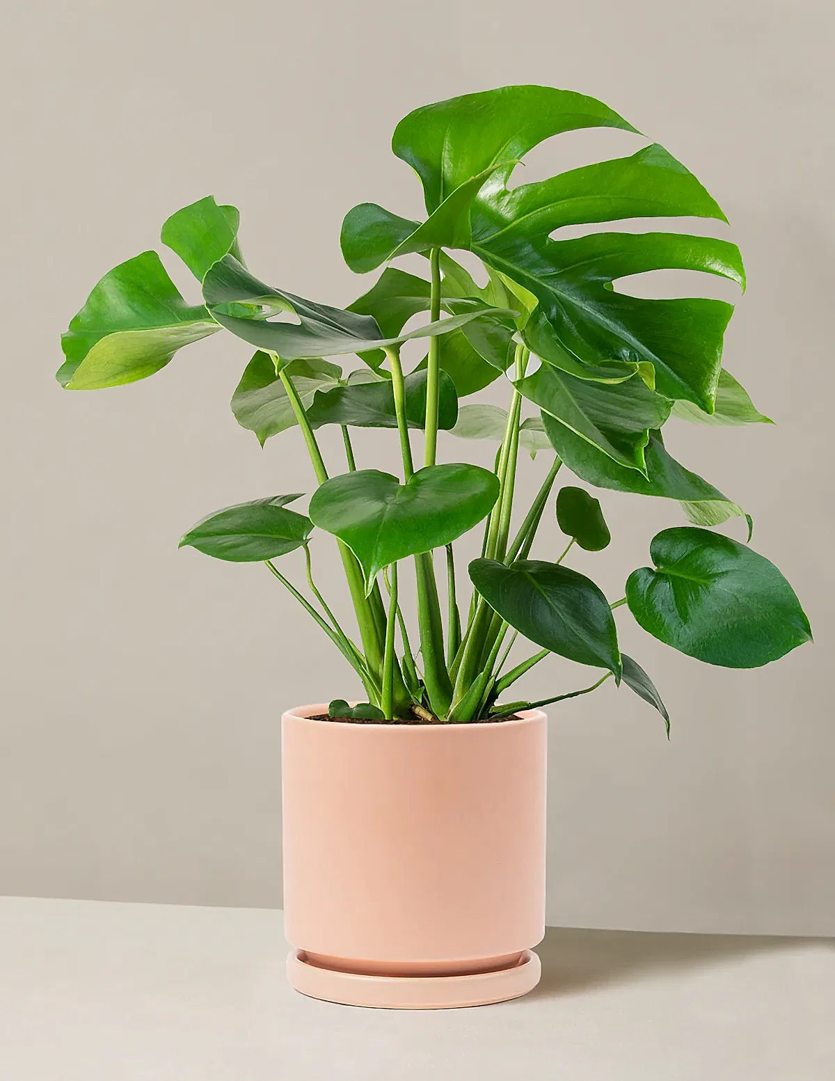 Monstera Deliciosa