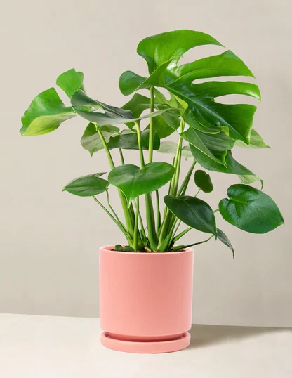 Monstera Deliciosa