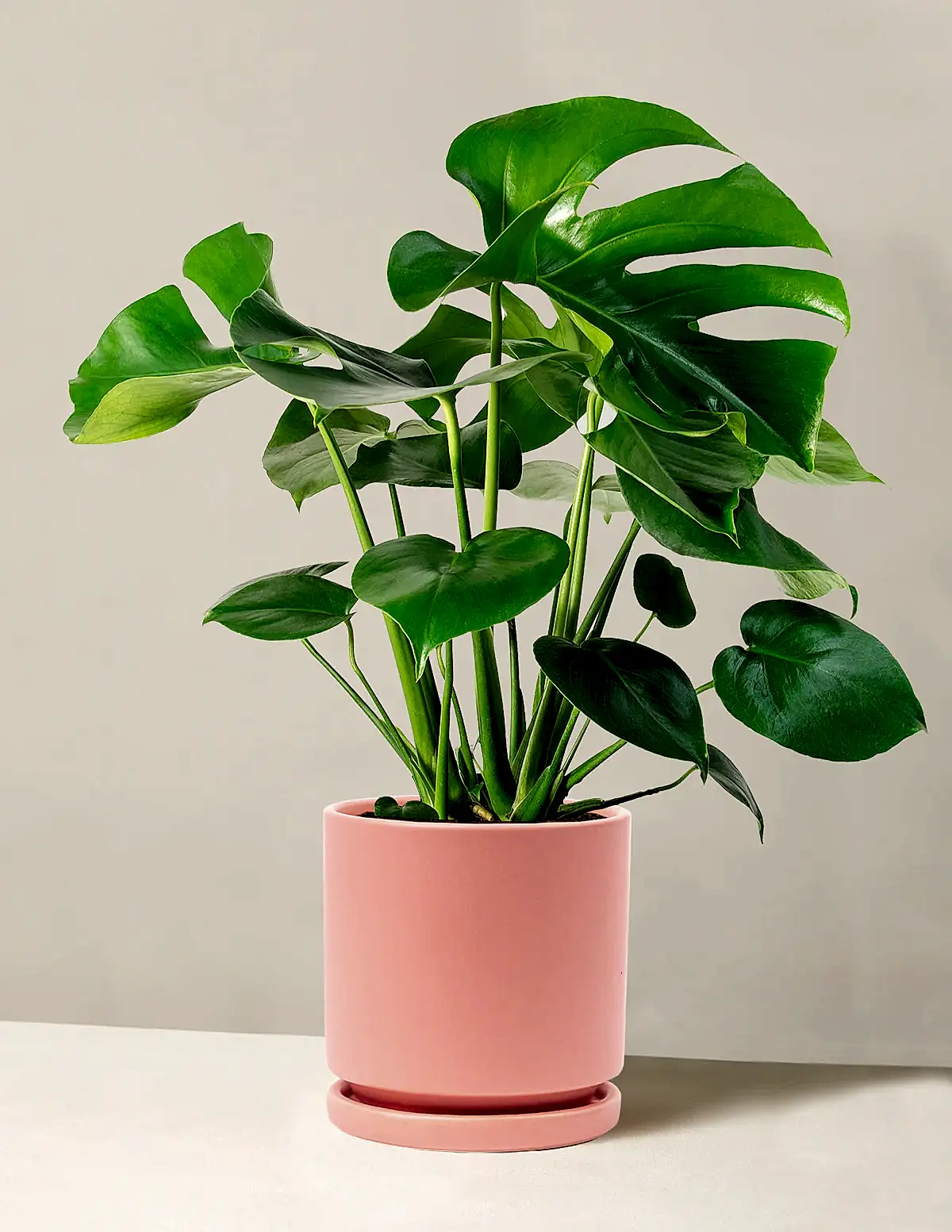 Monstera Deliciosa