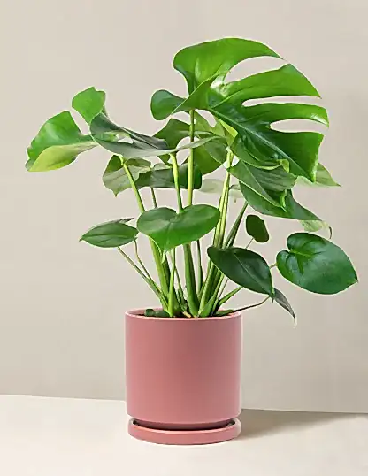 Monstera Deliciosa