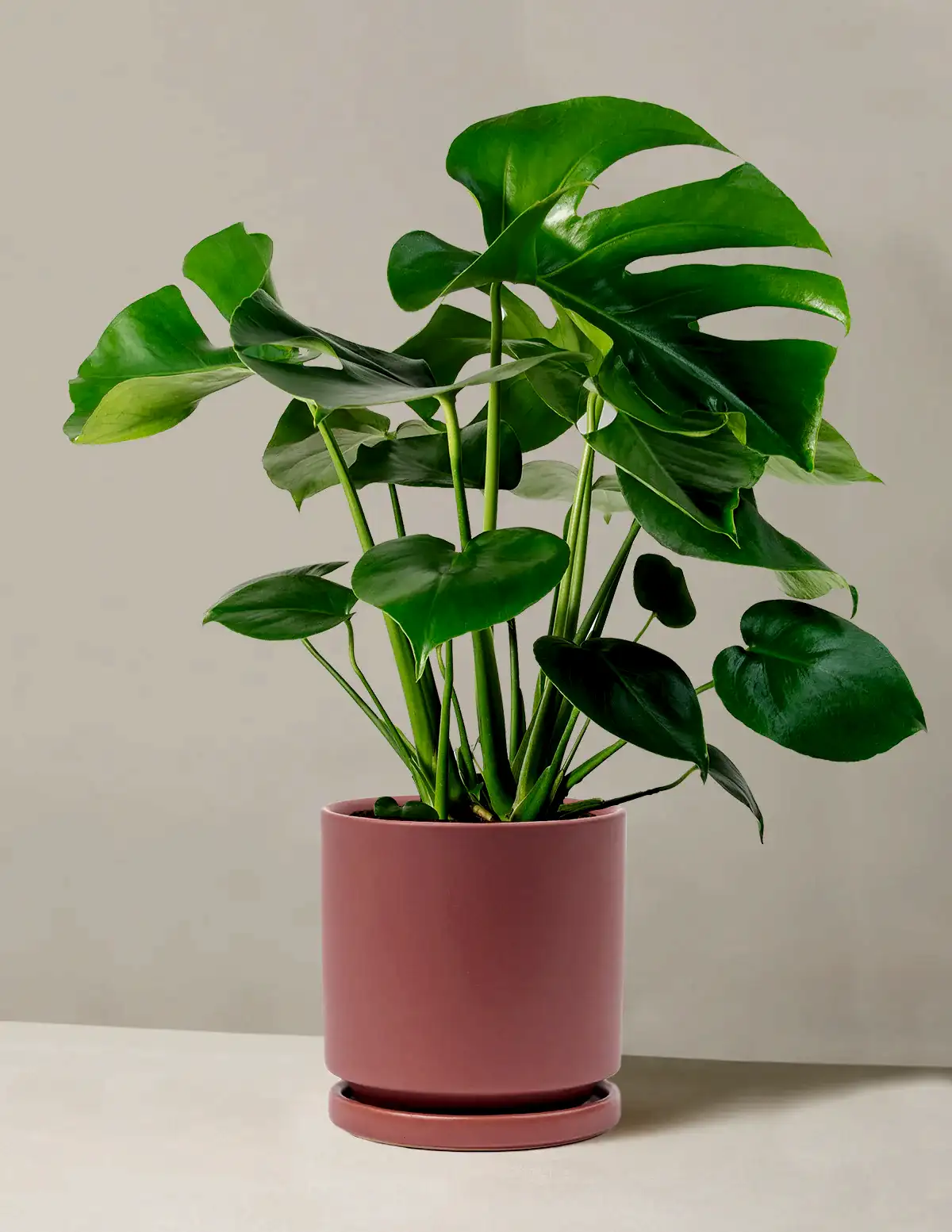 Monstera Deliciosa