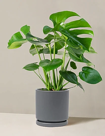 Monstera Deliciosa