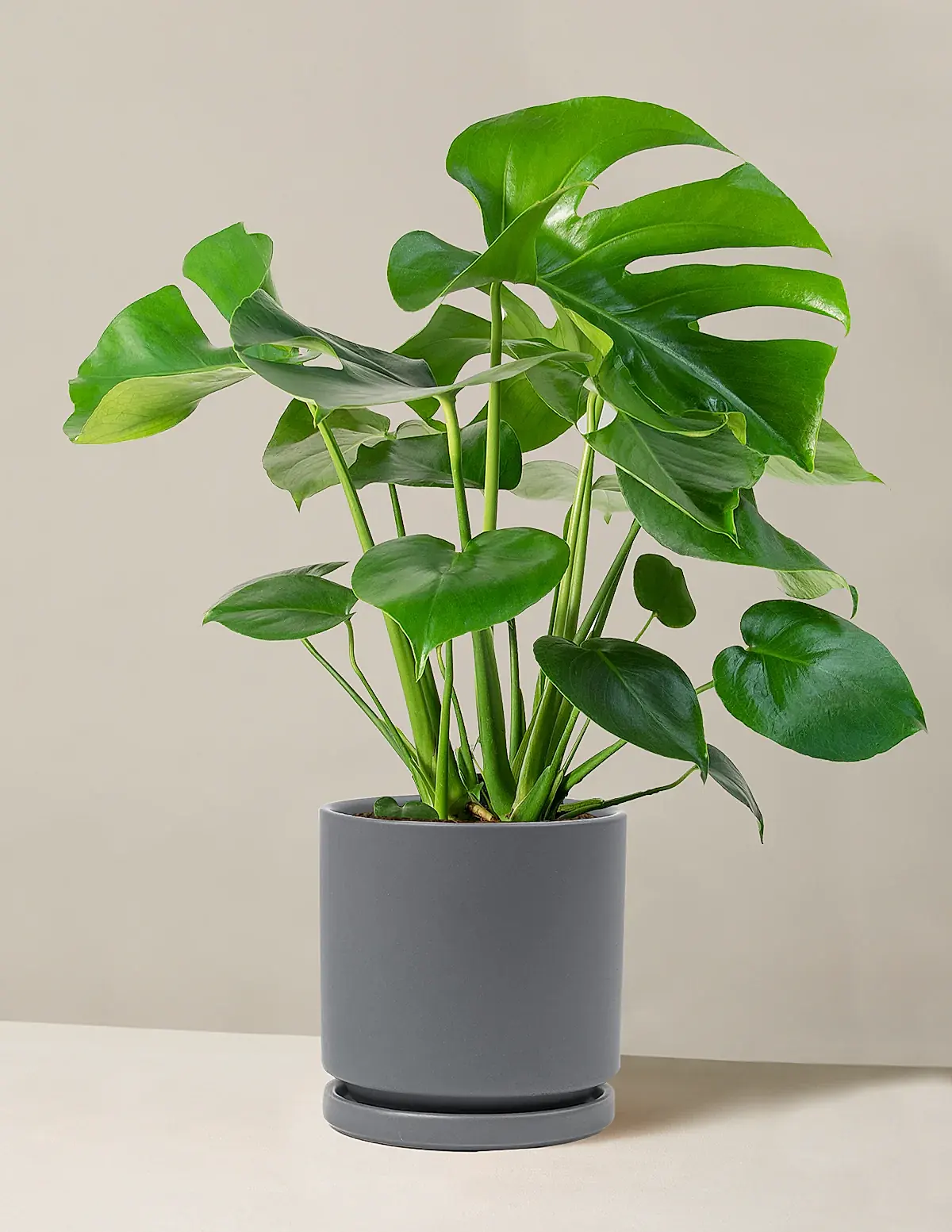 Monstera Deliciosa