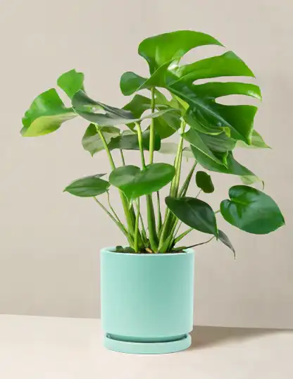 Monstera Deliciosa
