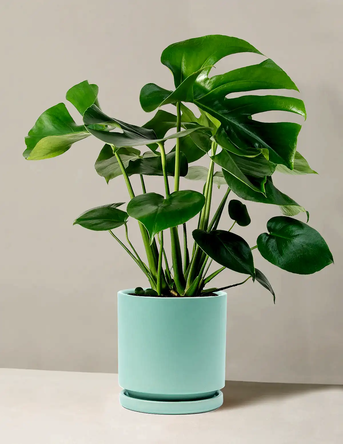 Monstera Deliciosa