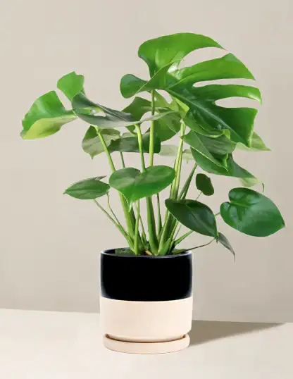 Monstera Deliciosa