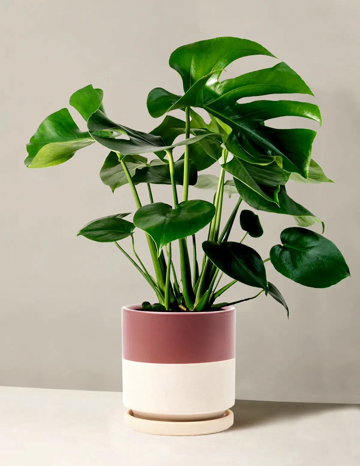 Monstera Deliciosa