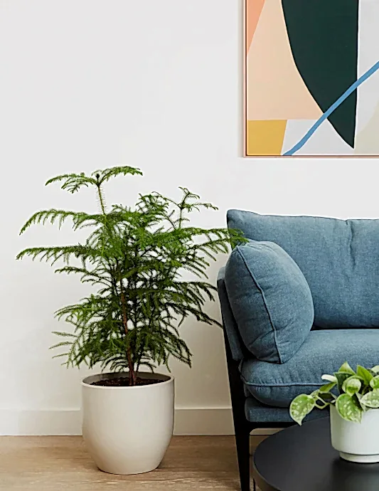 Norfolk Island Pine