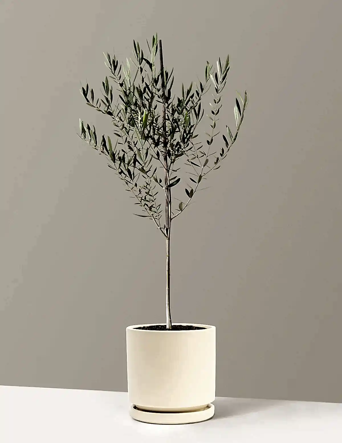 Olive Tree