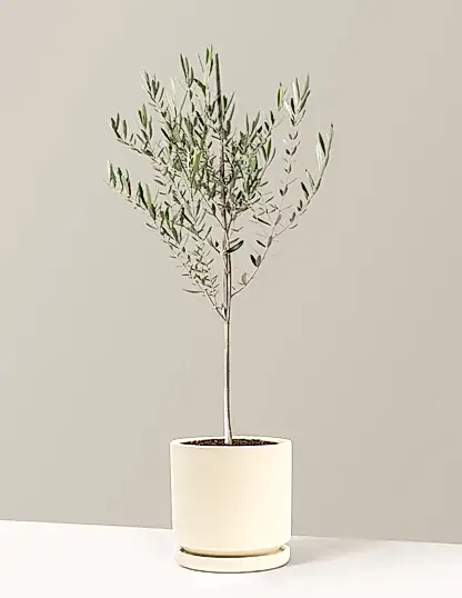 Olive Tree