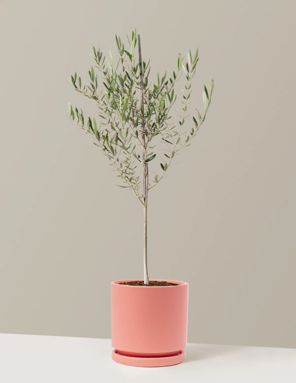 Olive Tree