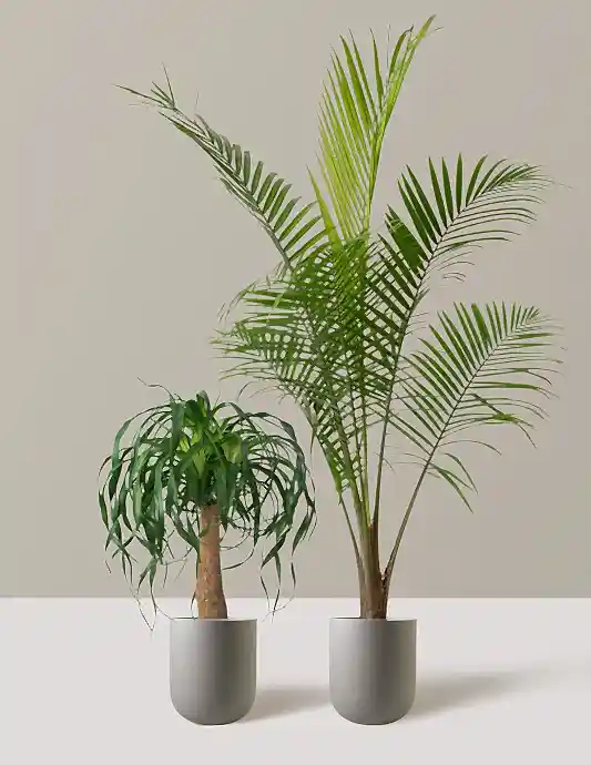 The Palm Bundle