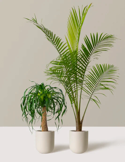 The Palm Bundle