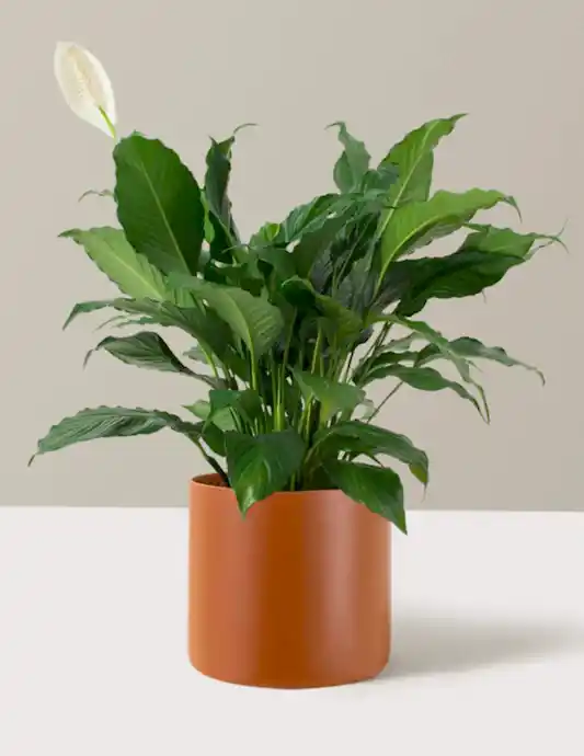Peace Lily