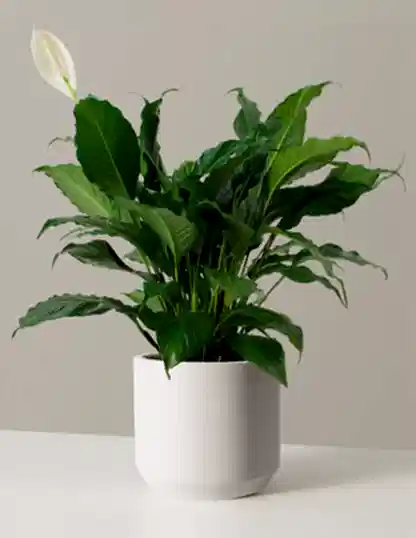 Peace Lily