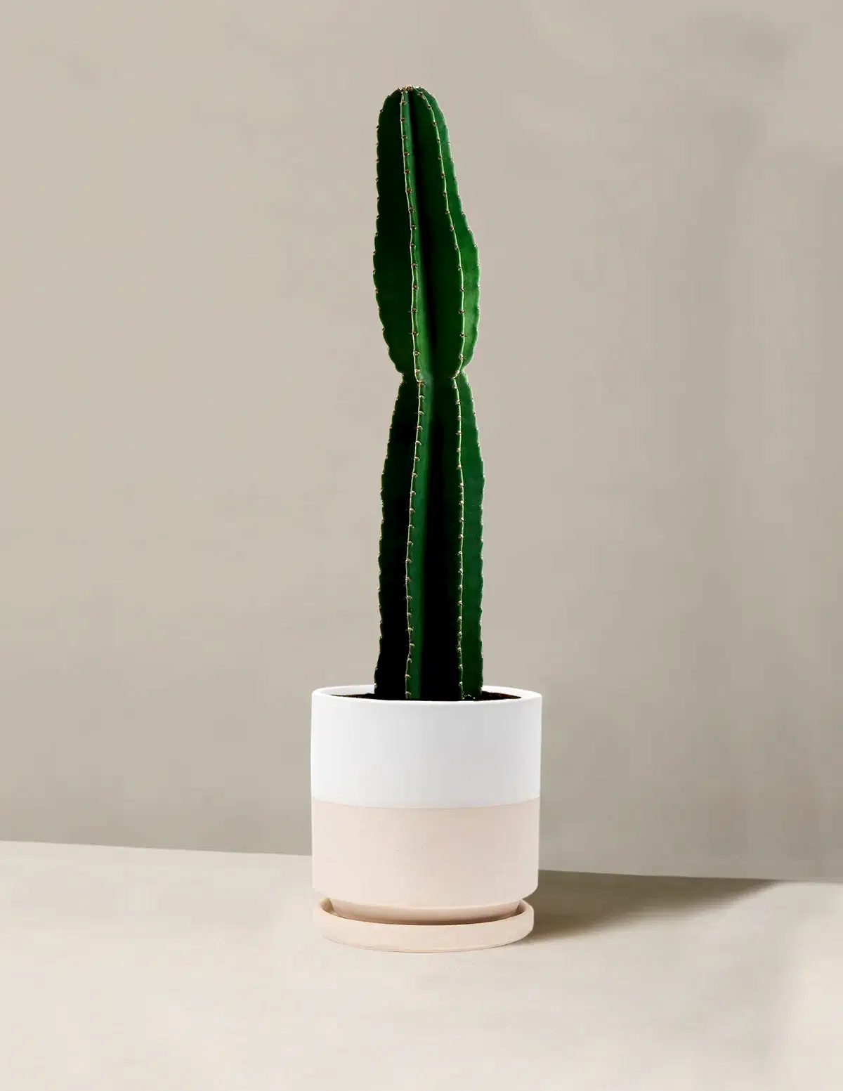 Large Peruvian Apple Cactus