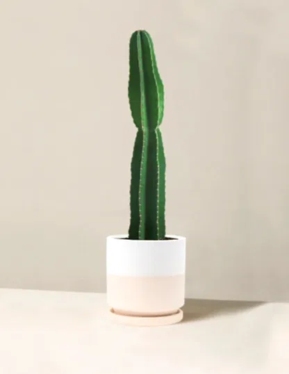 Large Peruvian Apple Cactus