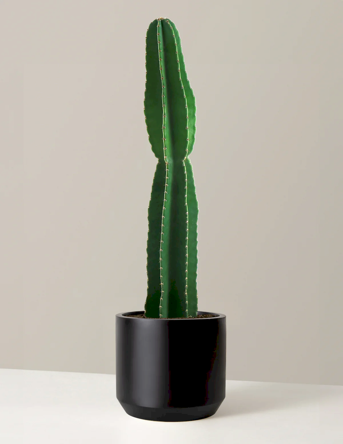 Large Peruvian Apple Cactus
