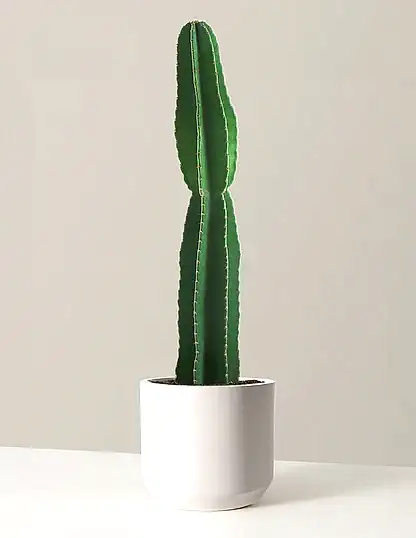 Large Peruvian Apple Cactus