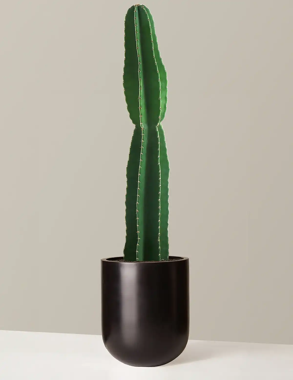 Large Peruvian Apple Cactus