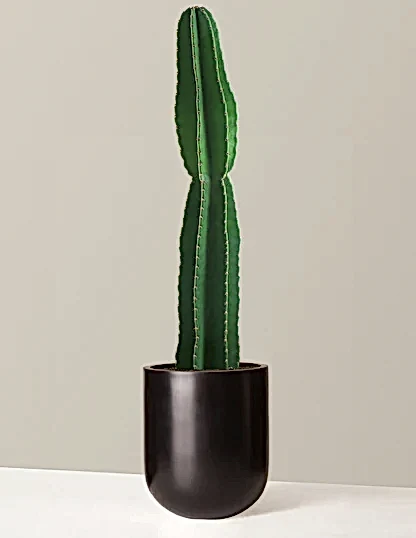 Large Peruvian Apple Cactus