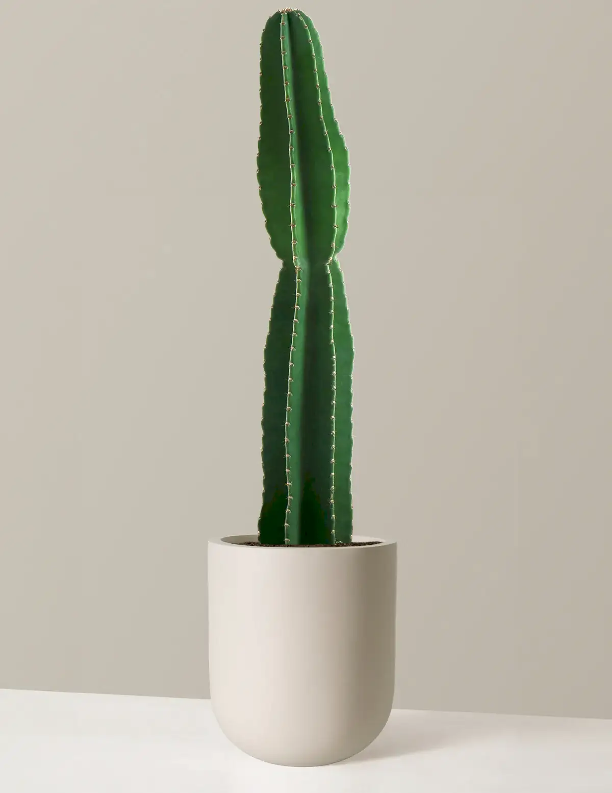 Large Peruvian Apple Cactus