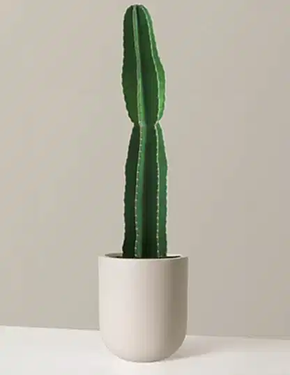 Large Peruvian Apple Cactus