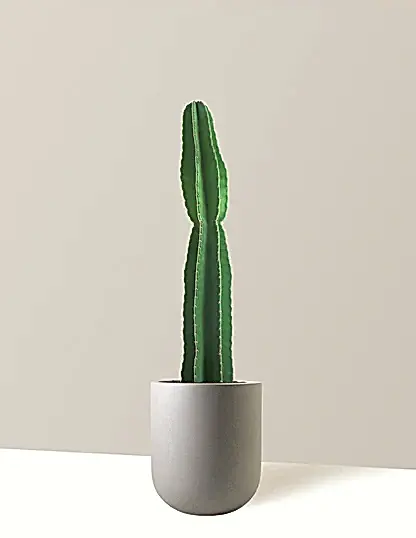 Large Peruvian Apple Cactus