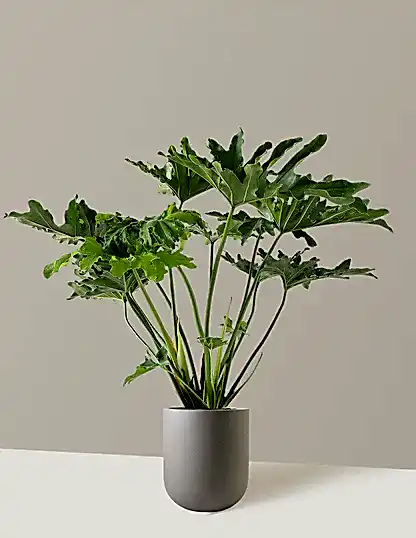 Large Philodendron Selloum ‘Hope’