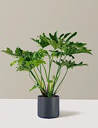 Large Philodendron Selloum ‘Hope’