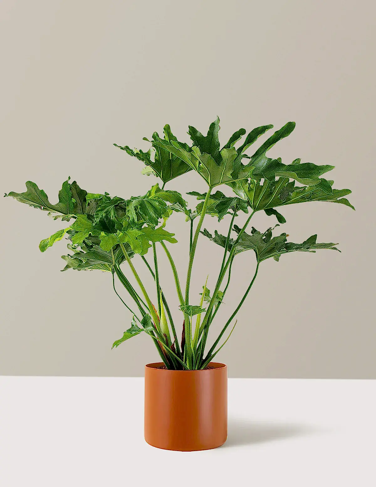 Large Philodendron Selloum ‘Hope’