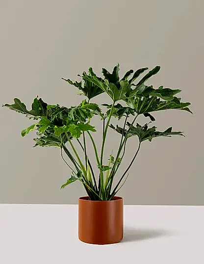 Large Philodendron Selloum ‘Hope’