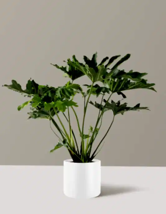 Large Philodendron Selloum ‘Hope’