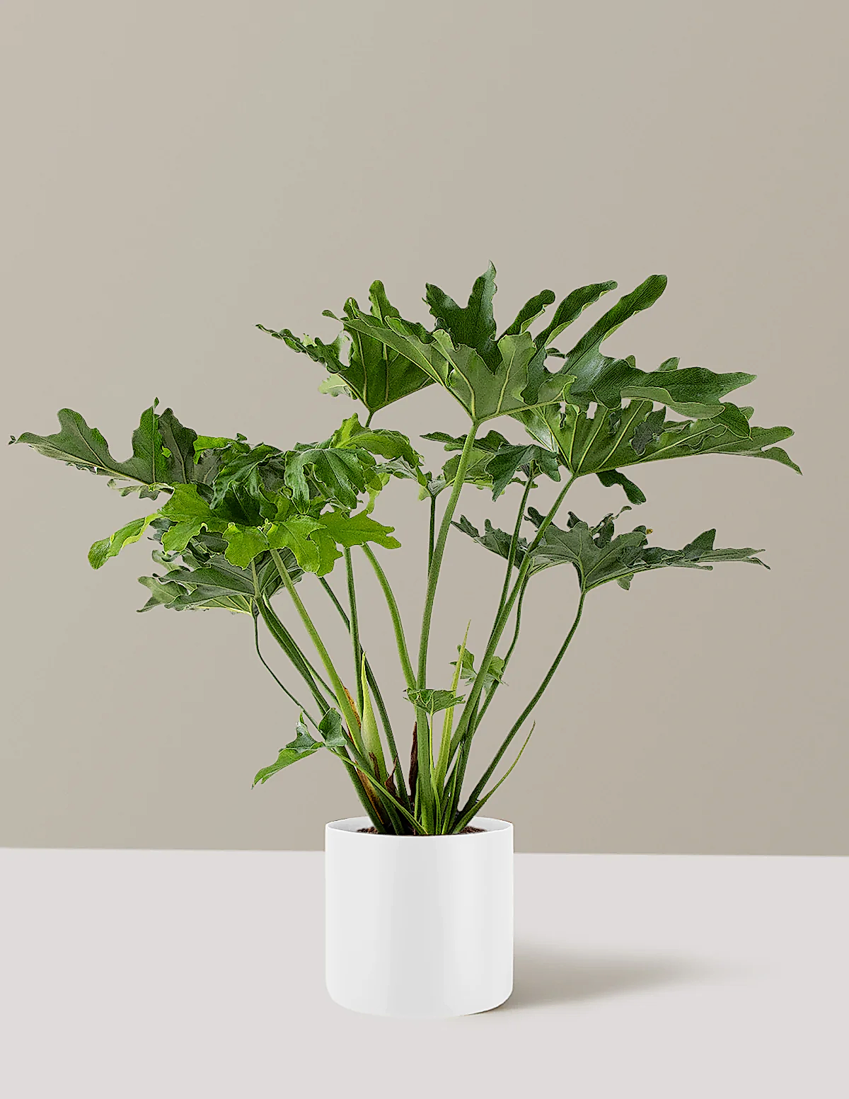 Large Philodendron Selloum ‘Hope’