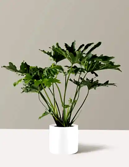 Large Philodendron Selloum ‘Hope’