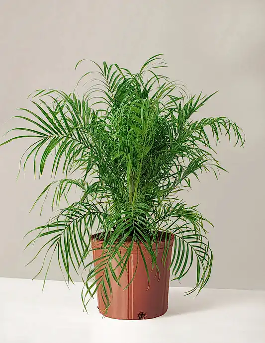 Large Pygmy Date Palm