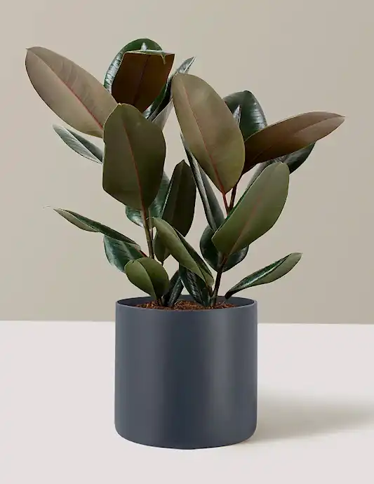 Ficus Burgundy Rubber Plant