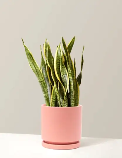 Snake Plant Laurentii