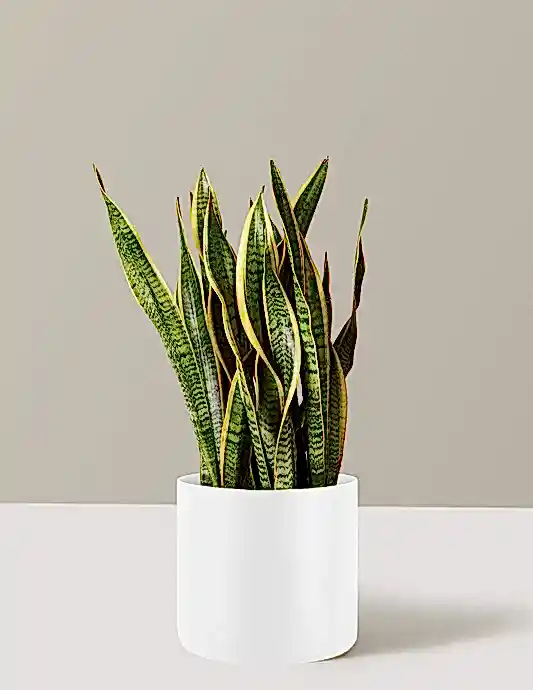 Snake Plant Laurentii