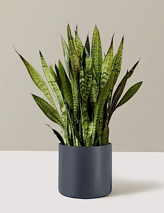 Snake Plant Zeylanica