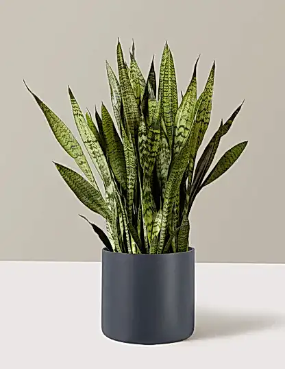 Snake Plant Zeylanica