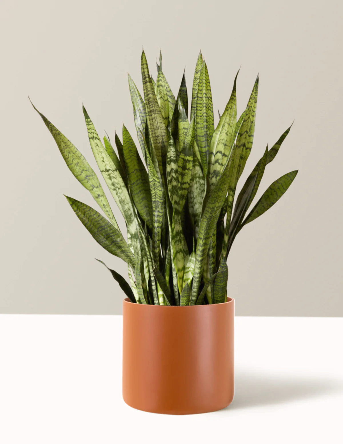 Snake Plant Zeylanica