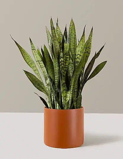 Snake Plant Zeylanica